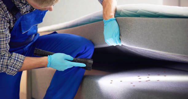 Best Wasp Removal Services  in Dillon, CO