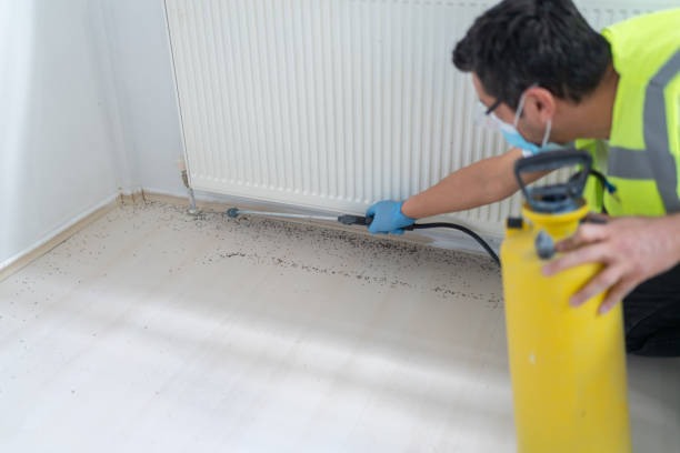 Best Cockroach Control Services  in Dillon, CO